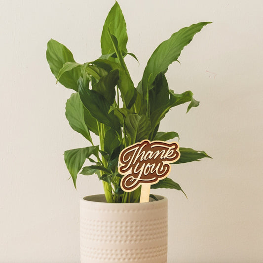 Thank You Plant Tag - Cute Thoughtful Thank You Appreciation Gift Small Present - Great For House Plants, Cactus & Succulents (5 Designs)