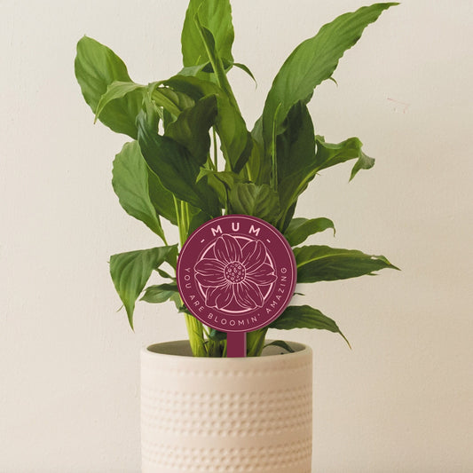 Bloomin' Amazing - Daisy Plant Tag: Personalised Mother's Day Gift, Cute Plant Accessory, Gift For Mum, Plant Lover, Mum Appreciation