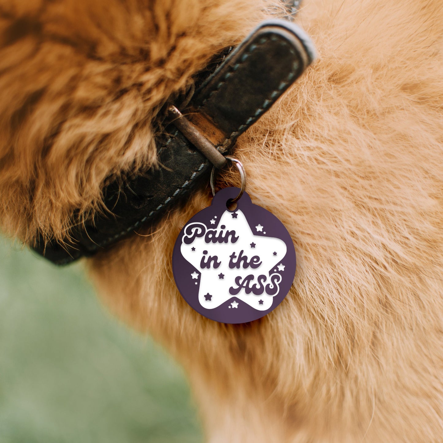 Pain In The Ass - Stars Personalised Dog ID Collar Tag: Custom Pet Safety Accessories, Cheeky Unique Gift For Dog, Hilariously Unique Pet ID
