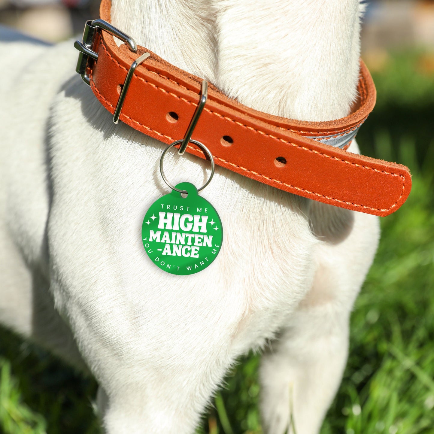 High Maintenance, Stars - Personalised Dog ID Collar Tag: Custom Pet Safety Accessories, Cheeky Unique Gift For Dog, Fun & Playful ID