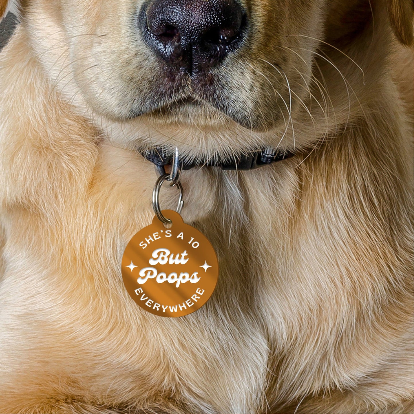 She's A 10 But Poops Everywhere, Personalised Dog ID Collar Tag: Funny Custom Pet Accessories, New Pet Essentials, Stars Design
