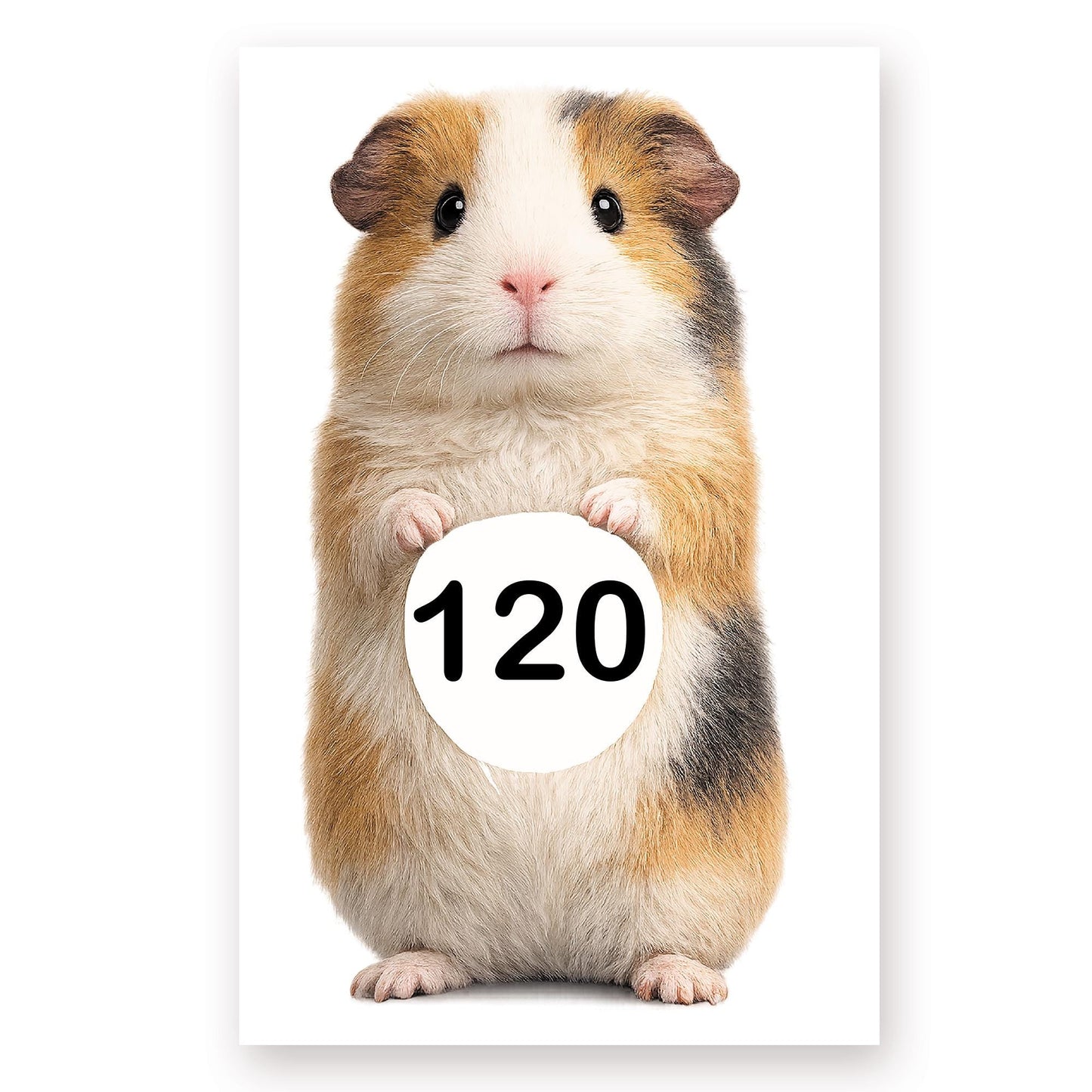 Personalised Wheelie Bin Sticker | Guinea Pig House Number Decal | Waterproof Outdoor Dustbin Label